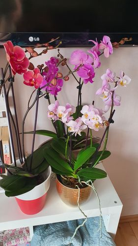 Customer photo review of Große Two of Us Orchideen Farbmix mit 2 Stielen im 3er Set