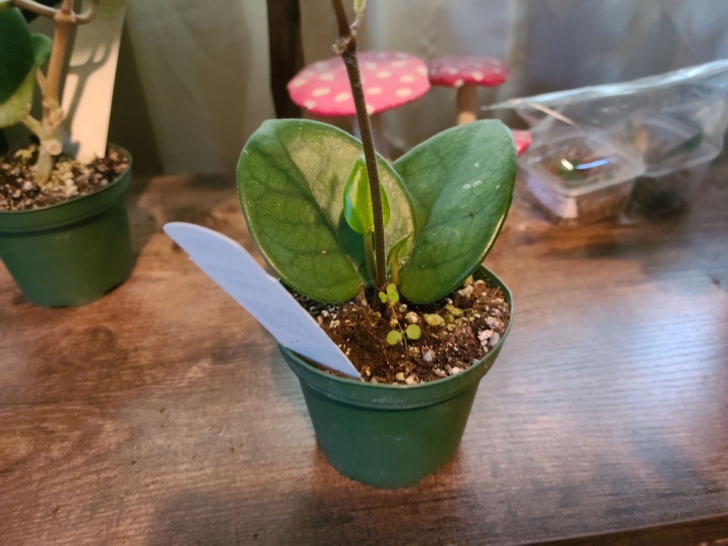 Customer photo review of 3" Hoya fungii