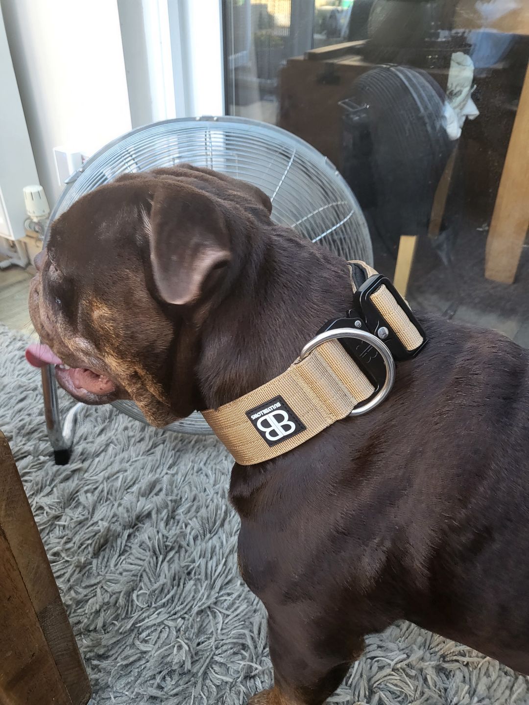 Customer photo review of 5cm Combat® Collar | Rated Clip - NO HANDLE - Military Tan v2.0