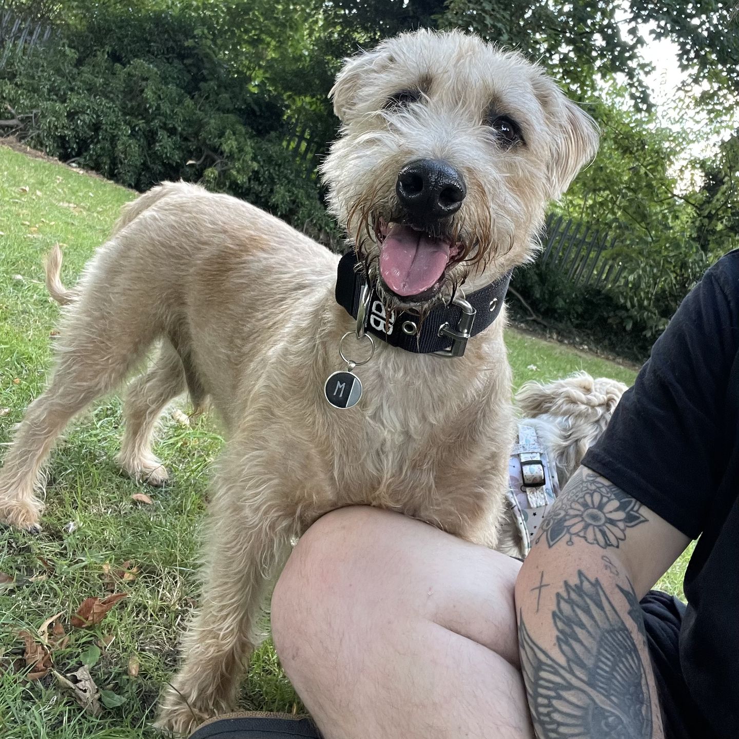 Customer photo review of 4cm Nylon Dog Collar - Black v2.0