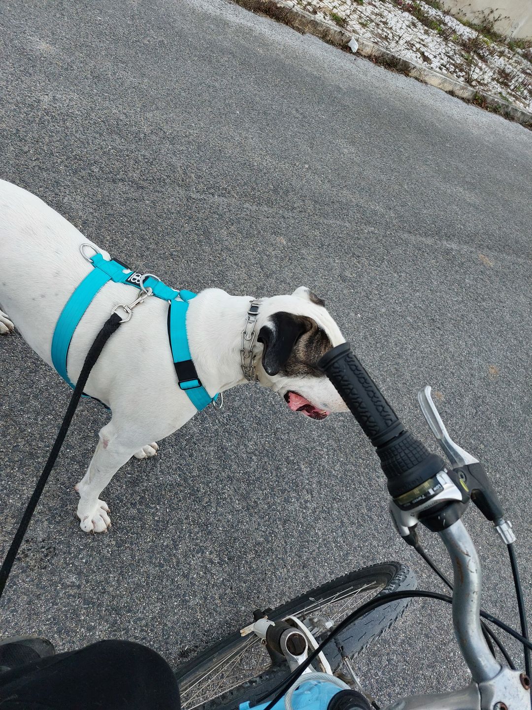 Customer photo review of TRI-Harness® | Anti-Pull, Adjustable & Durable - Dog Trainers Choice -  Light Blue v2.0