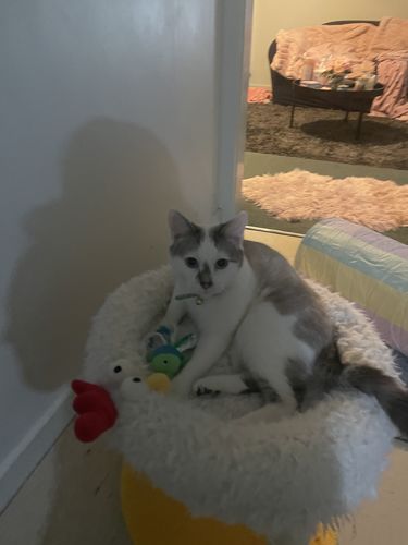 Customer photo review of Makesure Modern Cat Bowl With 2-in-1 Stand