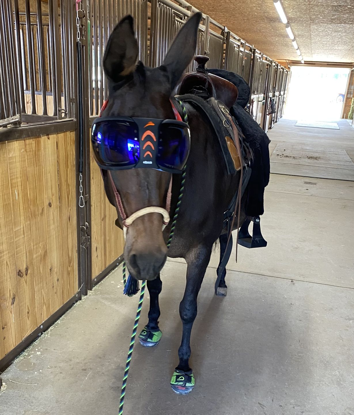 Customer photo review of eVysor - UV Horse Riding Goggles!