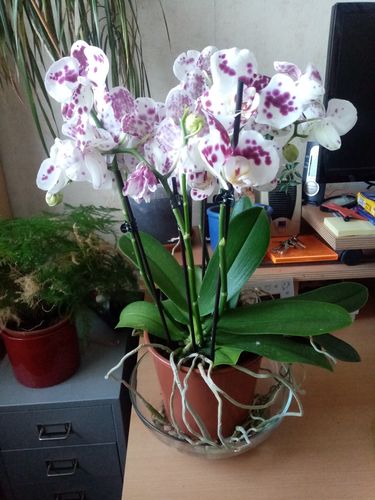 Customer photo review of Große Two of Us Marrakesh mit getupften Blüten und 4+ Stielen