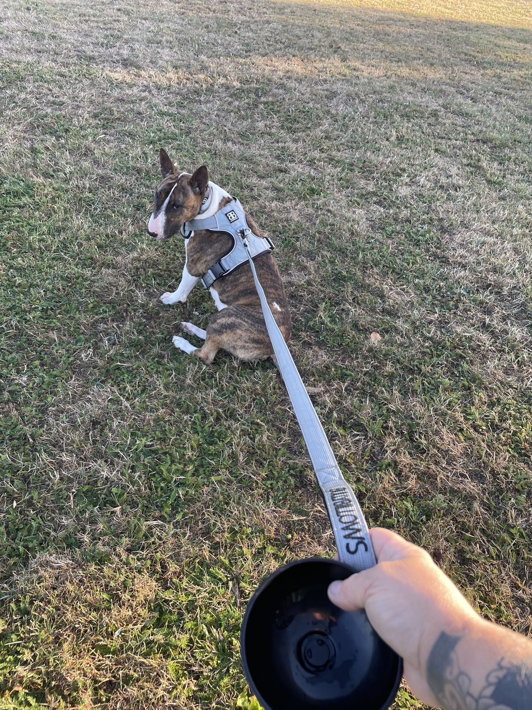 Customer photo review of 1.4m Swivel Combat Lead | Neoprene Lined, Secure Rated Clip with Soft Handle - Metal Grey