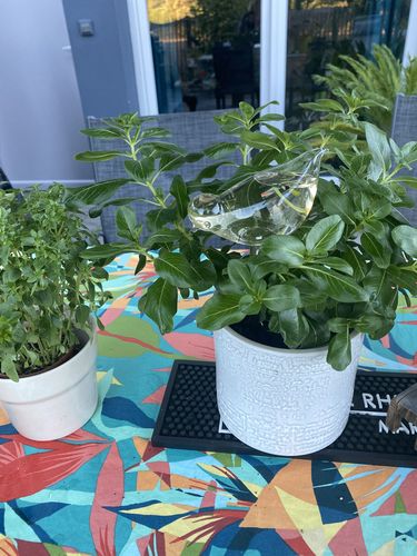 Customer photo review of Mon petit oiseau - Le Jardin de Mamie®