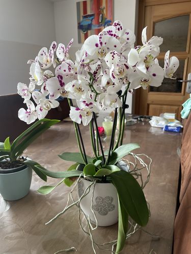 Customer photo review of Große Two of Us Marrakesh mit getupften Blüten und 4+ Stielen