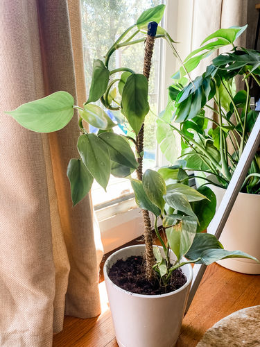 Customer photo of The Original Bendable Coir Pole™ - Best Seller (Tape Included) from Alexa S.