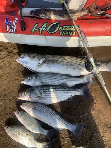 Customer photo review of Headbanger Spitfire 4.5"