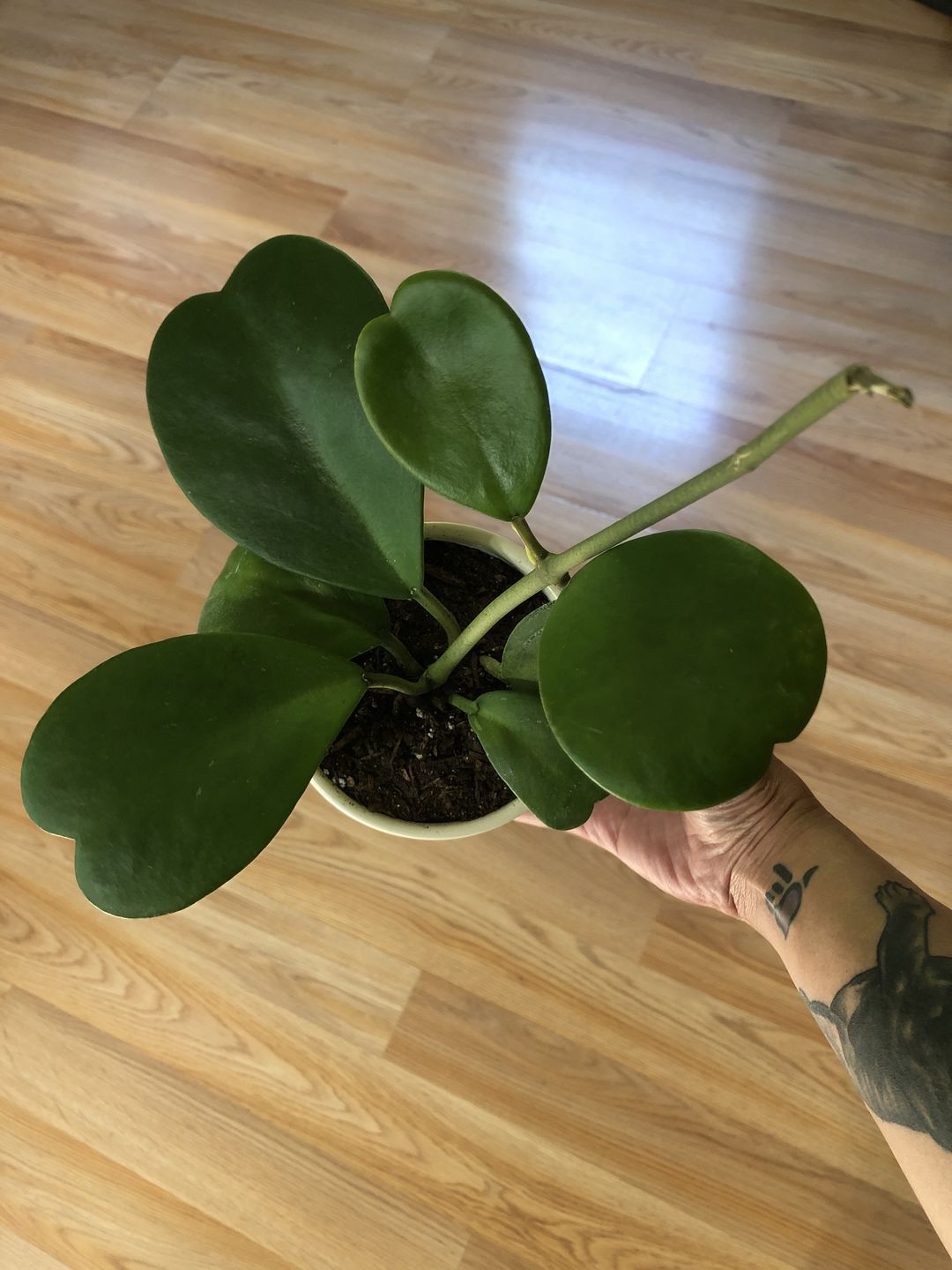Customer photo review of 3" Hoya kerrii