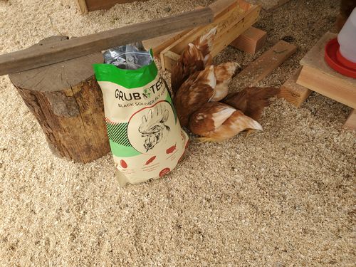 Customer photo review of GrubTerra Dried Black Soldier Fly Larvae