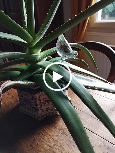 Customer video review of Mon petit oiseau - Le Jardin de Mamie®