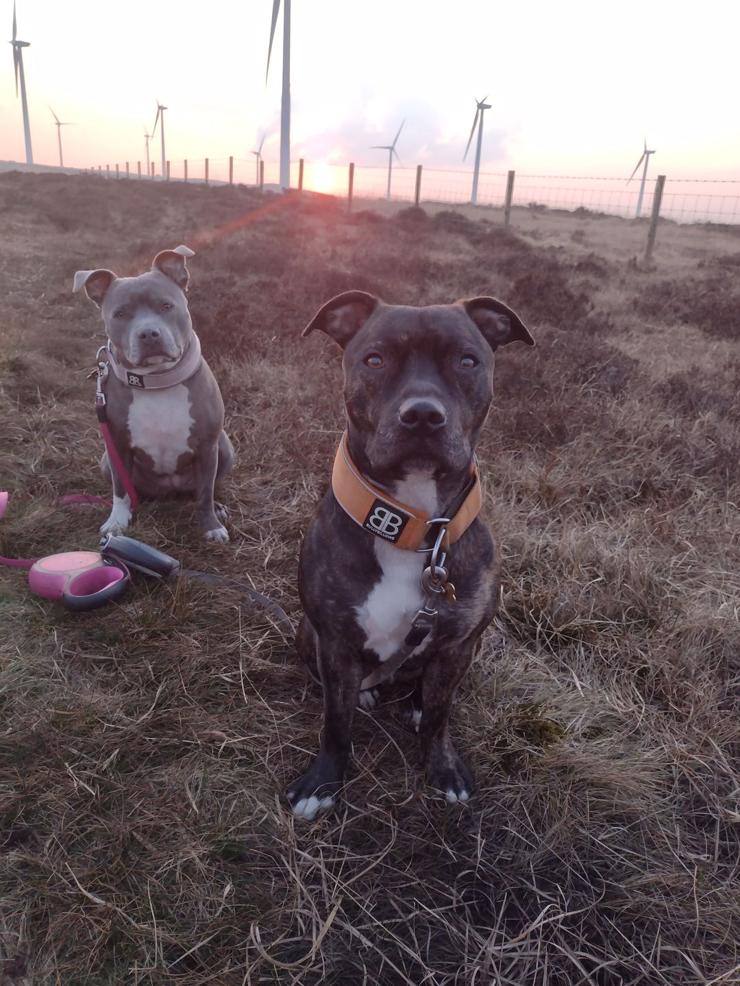 Customer photo review of 5cm RR Collar | Soft Padded & Reflective | Series 2 - Orange