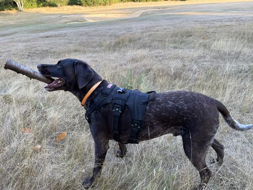 Customer photo review of Odin Harness