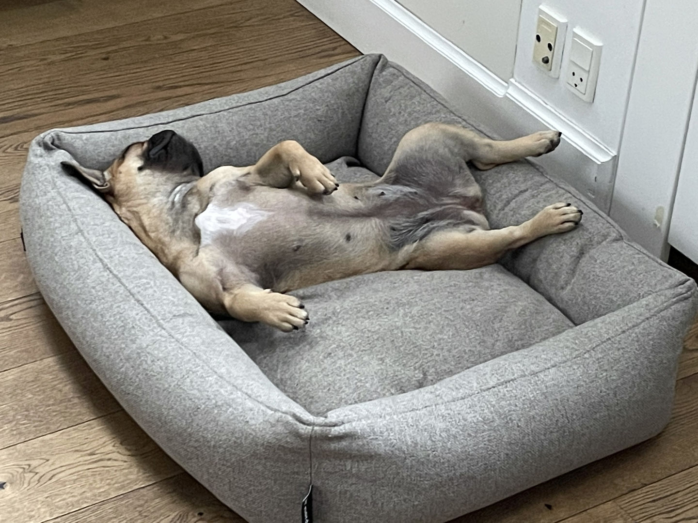 Customer photo review of Hundeseng 'HYGGE' (cappuccino)