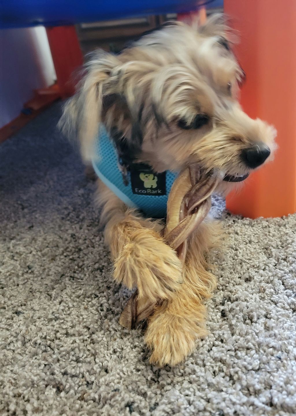 Customer photo review of 6 Inch Monster Braided Bully Stick