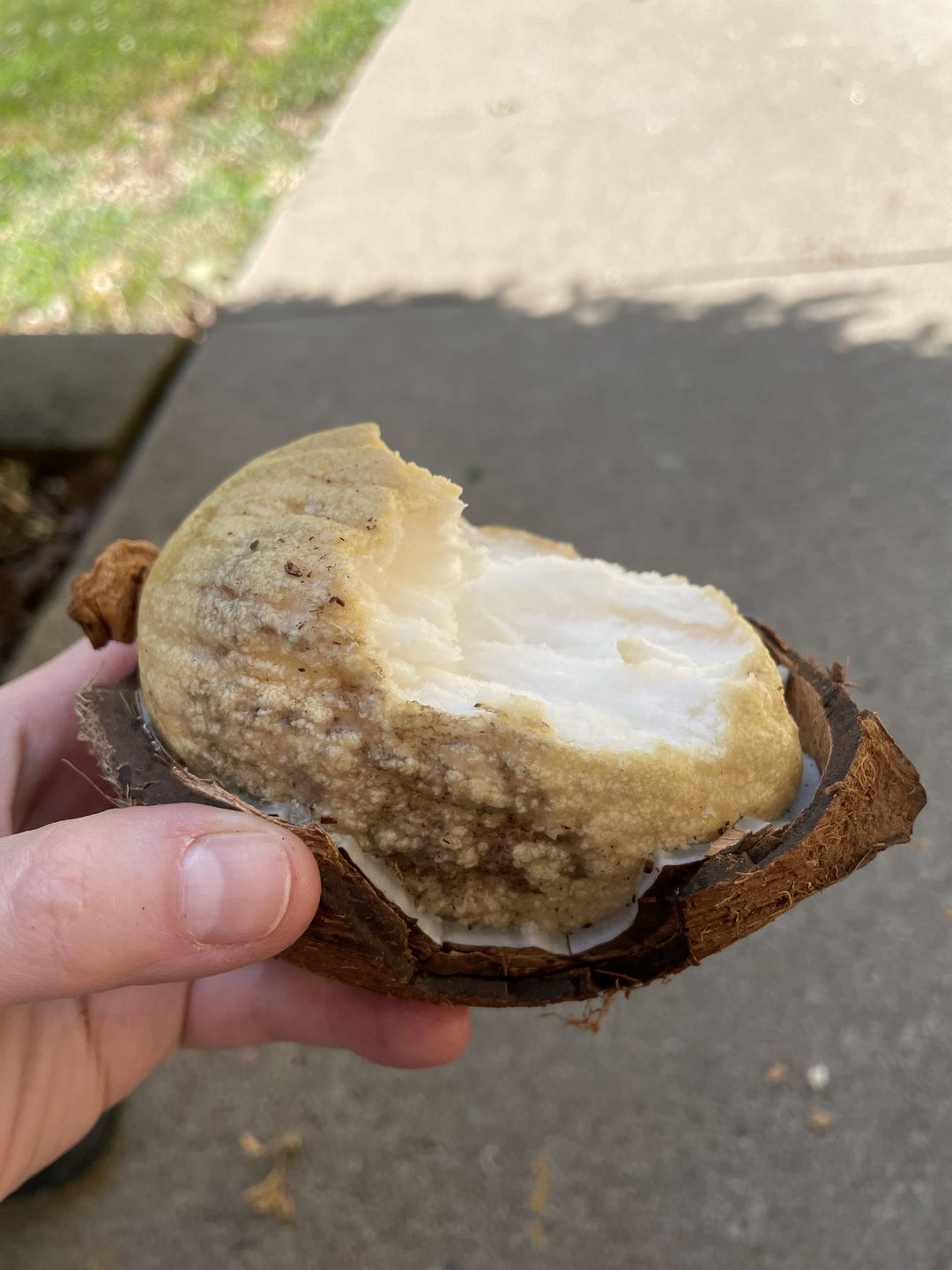 Customer photo review of Sprouted Coconut Box