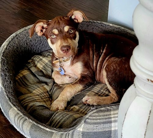 Customer photo review of Just Paws