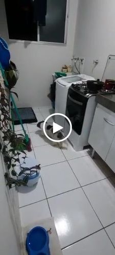 Customer video review of Weasy Cão