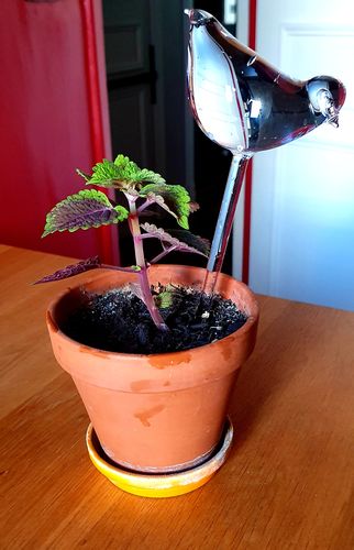 Customer photo review of Mon petit oiseau - Le Jardin de Mamie®
