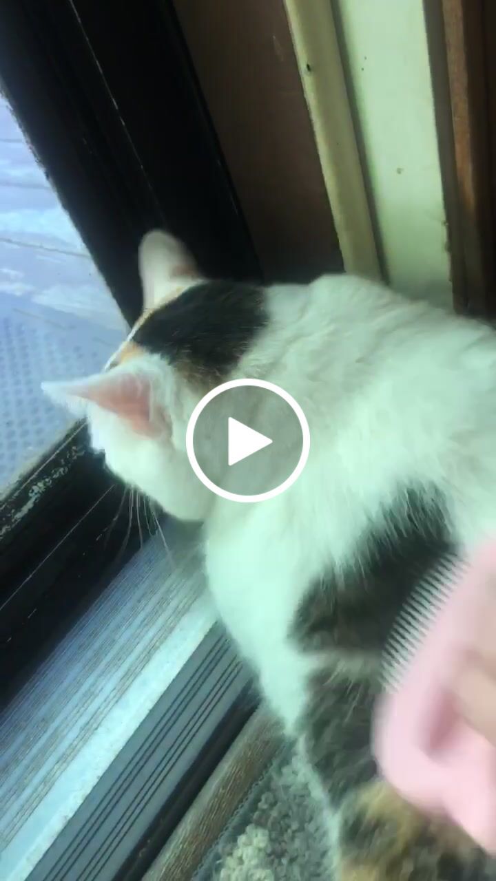 Customer video review of Cat Hair Removal Massaging Shell Comb