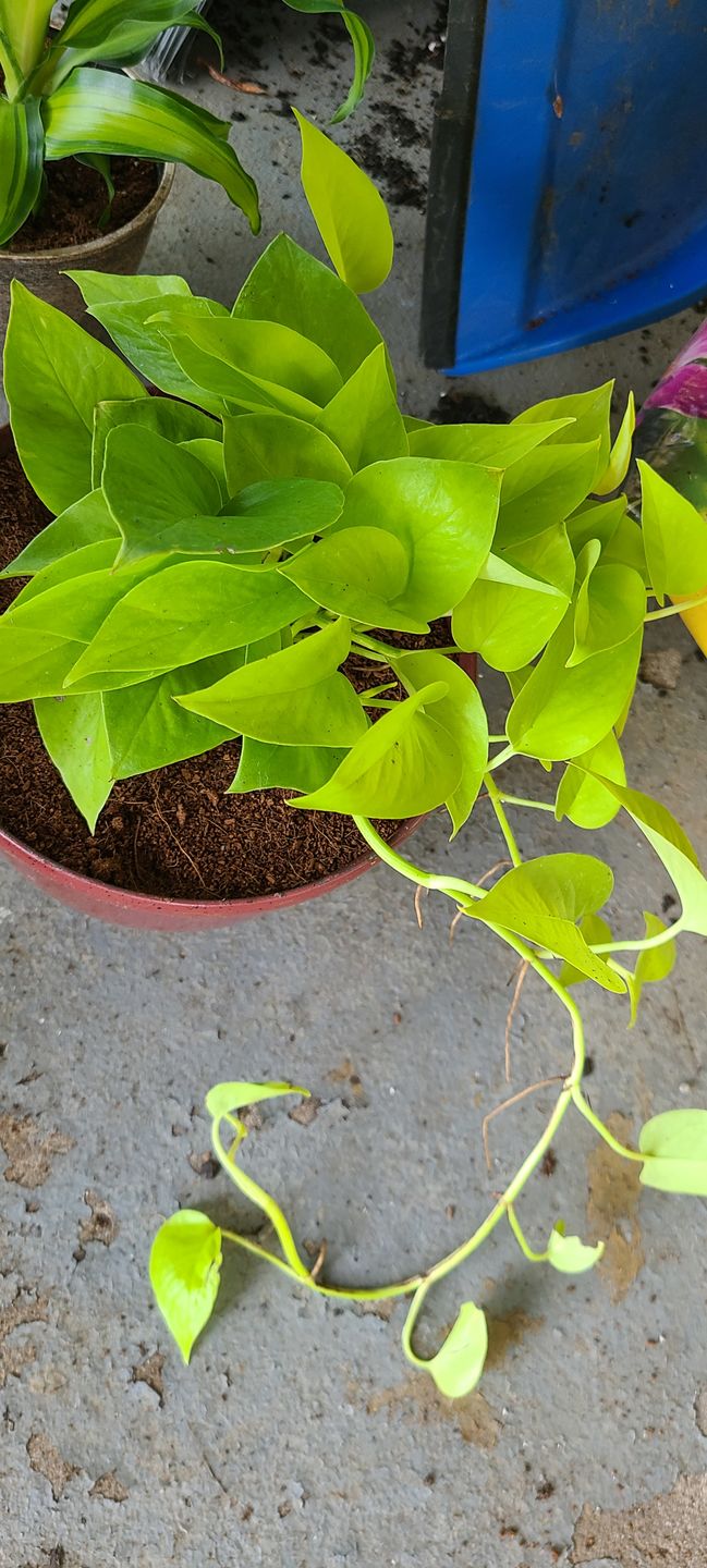 Customer photo review of 4" Pothos Epipremnum aureum 'Neon'
