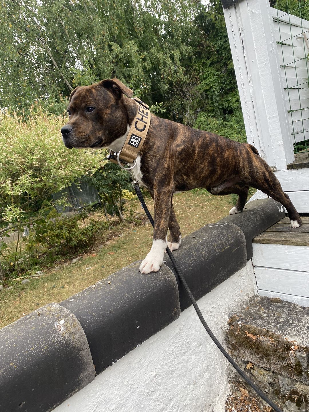 Customer photo review of 5cm Combat® Collar | Rated Clip - NO HANDLE - Military Tan v2.0