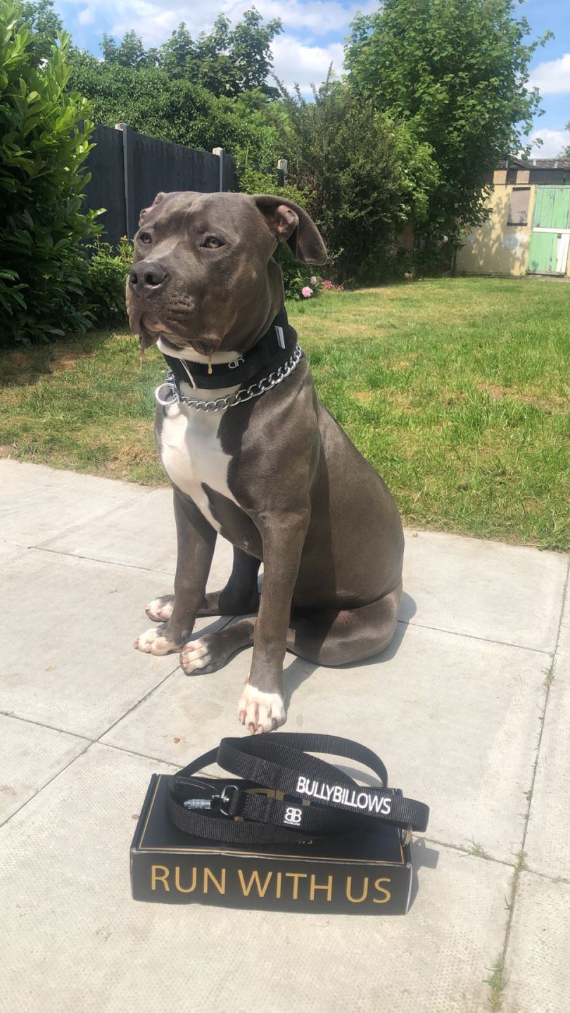 Customer photo review of Nylon Snap Hook Lead | Series 2 - Metal Grey