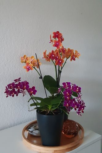 Customer photo review of Große Two of Us Duftorchidee Bolgheri mit rosa-orangenen Blüten und 4+ Rispen
