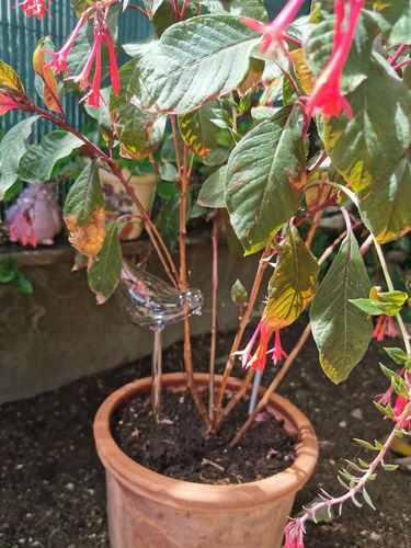 Customer photo review of Mon petit oiseau - Le Jardin de Mamie®