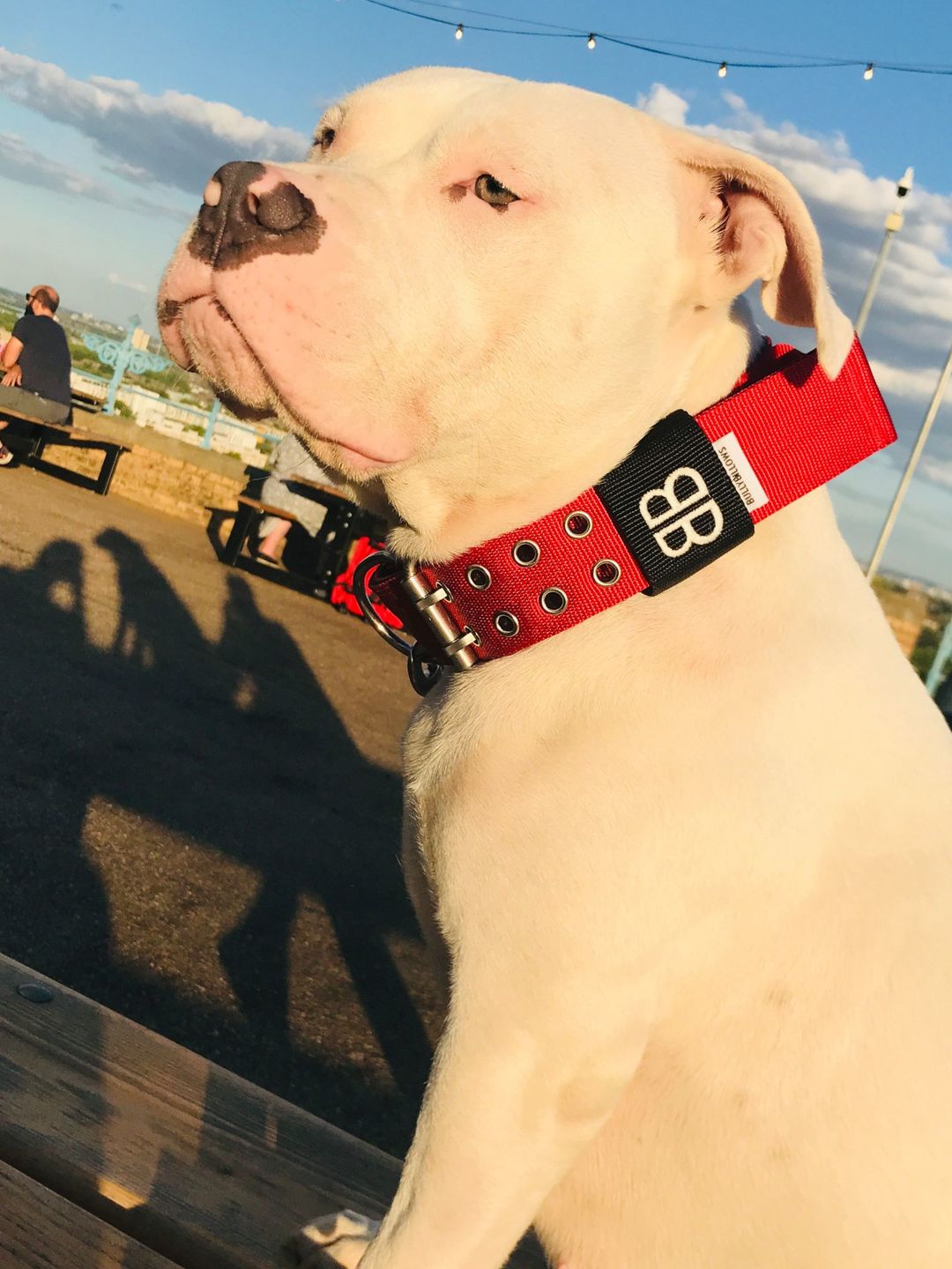 Customer photo review of Double Ended Training Lead | All Breeds - Durable & Soft 2m Lead - Red