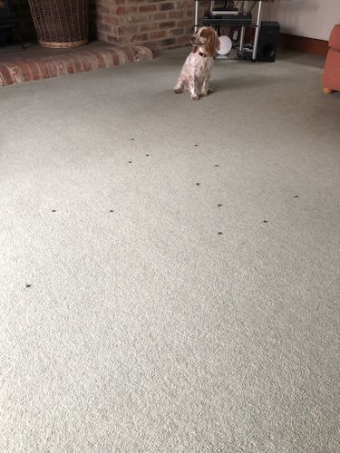 Customer photo review of Fenrir Apex Dog Food