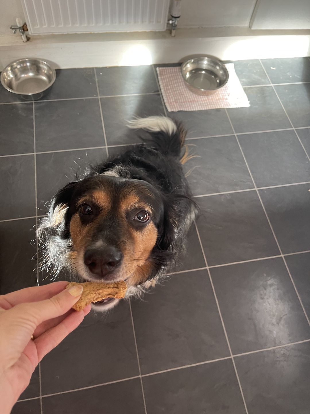 Customer photo review of Pooch's Handmade Dog Treats