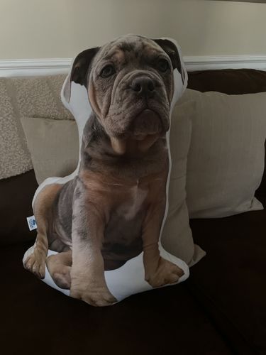 Customer photo review of Create A Custom Dog Pillow