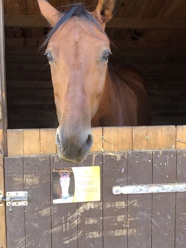 Customer photo review of Pferde Boxenschild mit Foto & Wunschtext