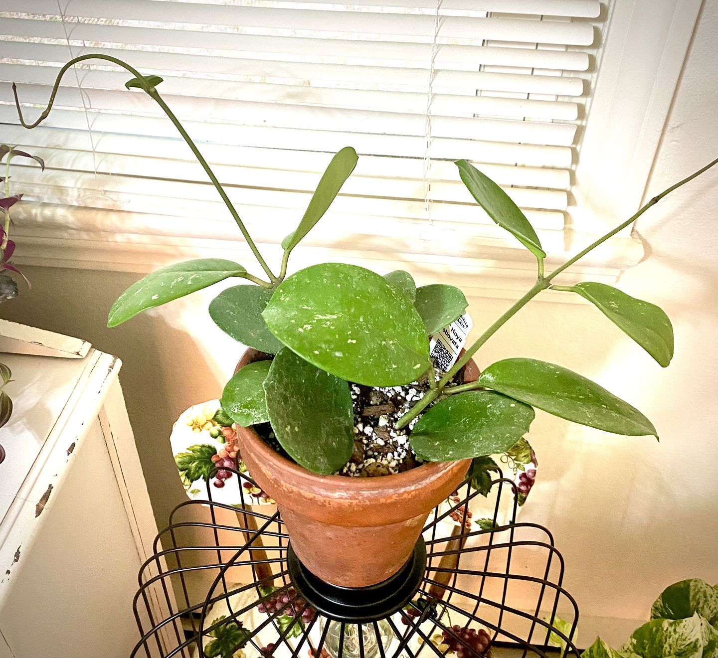Customer photo review of 3" Hoya obovata
