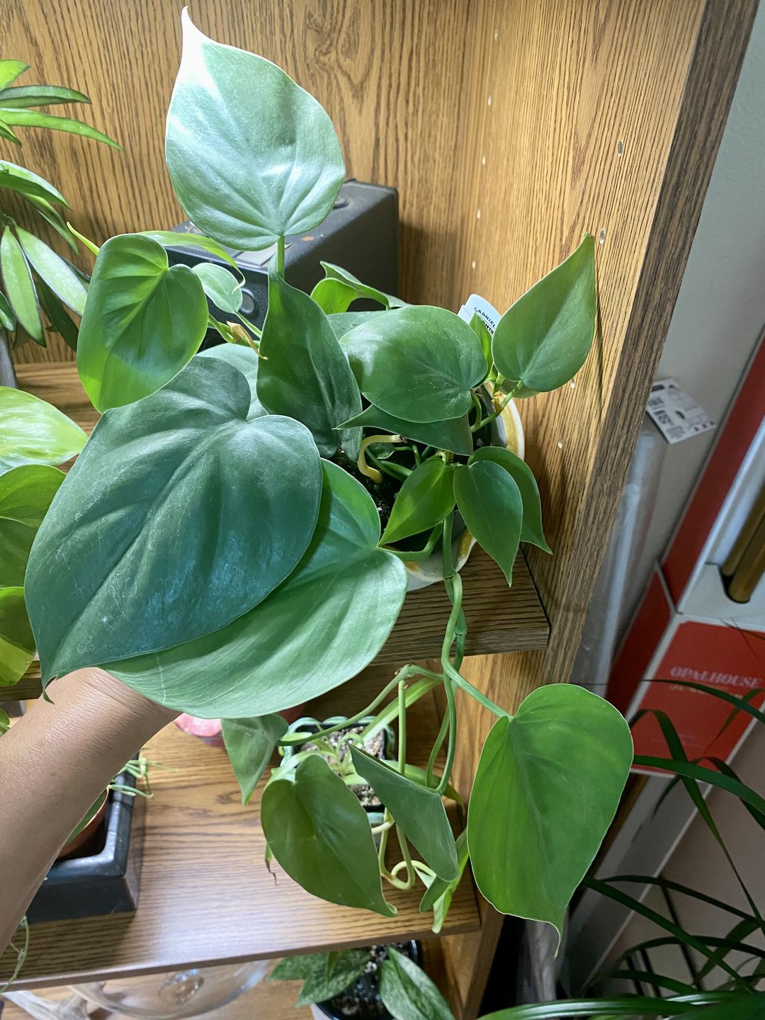 Customer photo review of 4" Philodendron hederaceum