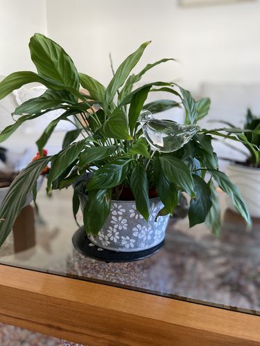 Customer photo review of Mon petit oiseau - Le Jardin de Mamie®