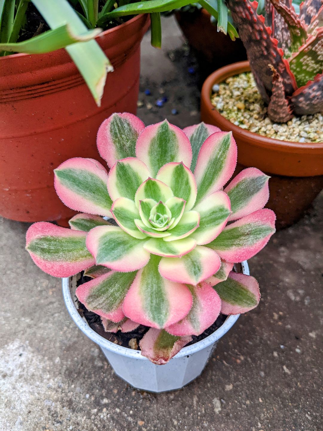 Customer photo review of Aeonium 'Pink Witch'