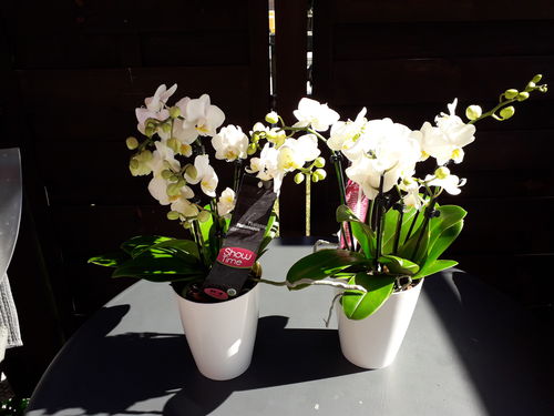 Customer photo review of 6 - 7 rispiges Orchideen 2er Paket + Übertöpfe