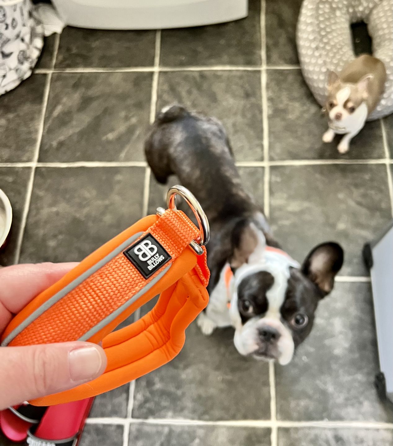Customer photo review of 3cm Slip on Collar | Soft Padded & Reflective - Orange v2.0