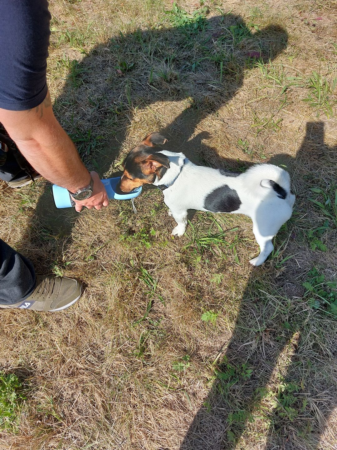 Customer photo review of Hunde Trinkflasche inkl. Futterbehälter