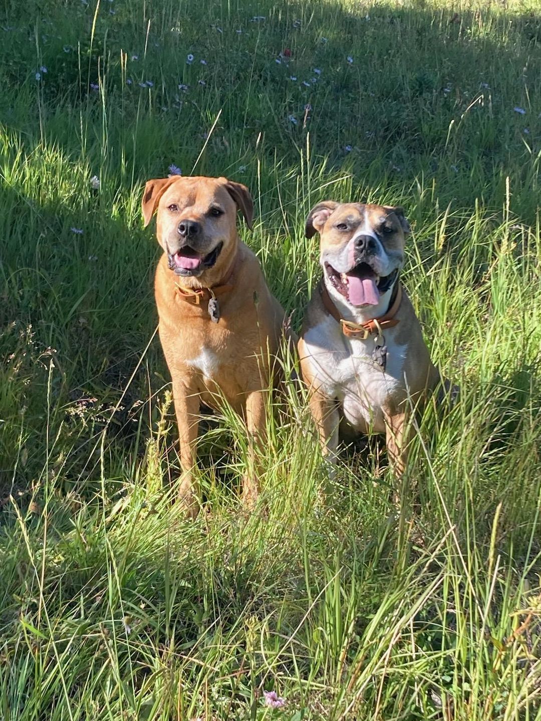 Customer photo review of Denali Center Ring Collar