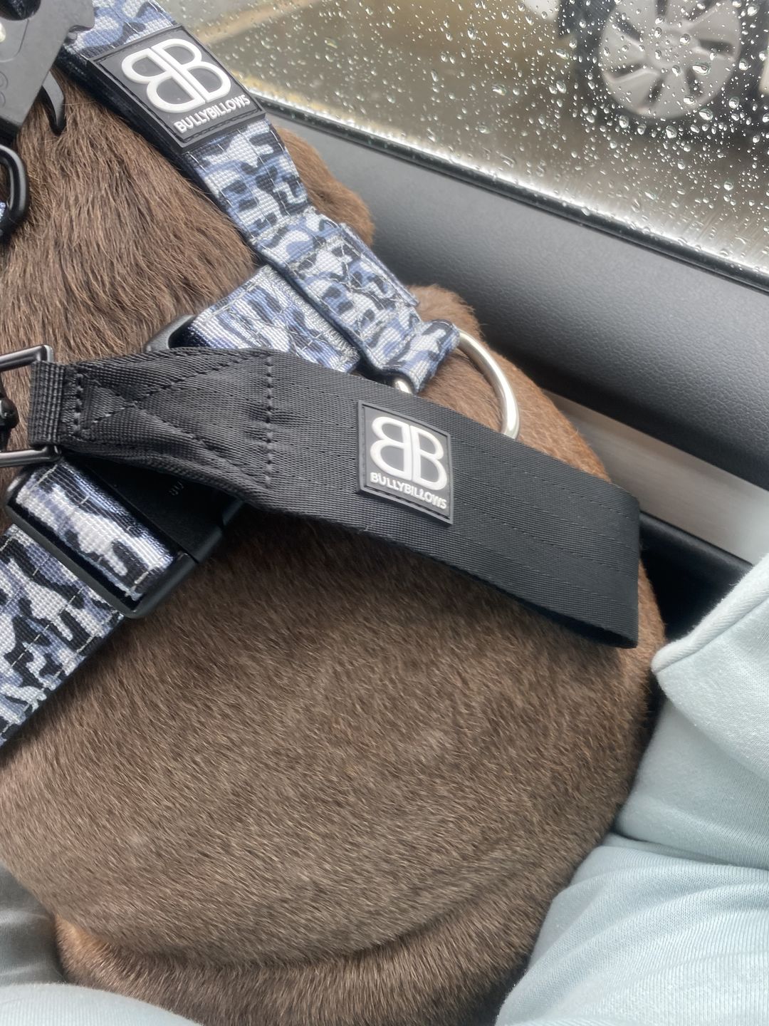 Customer photo review of Harness Seat Belt Safety Strap