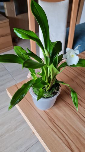 Customer photo review of Cochleanthes mit schneeweißer Blüte