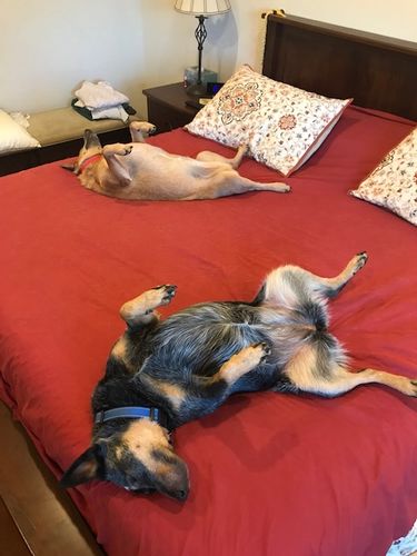 Customer photo review of Canine Cush