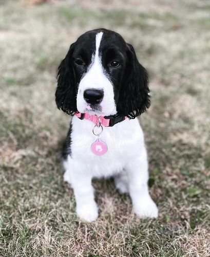 Customer photo review of Pink