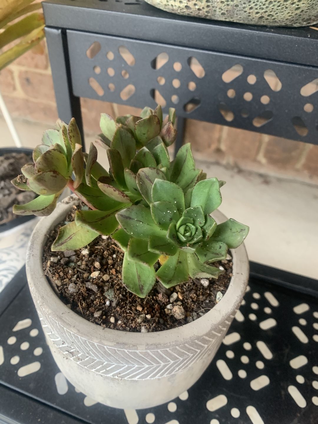 Customer photo review of Aeonium Bronze Medal