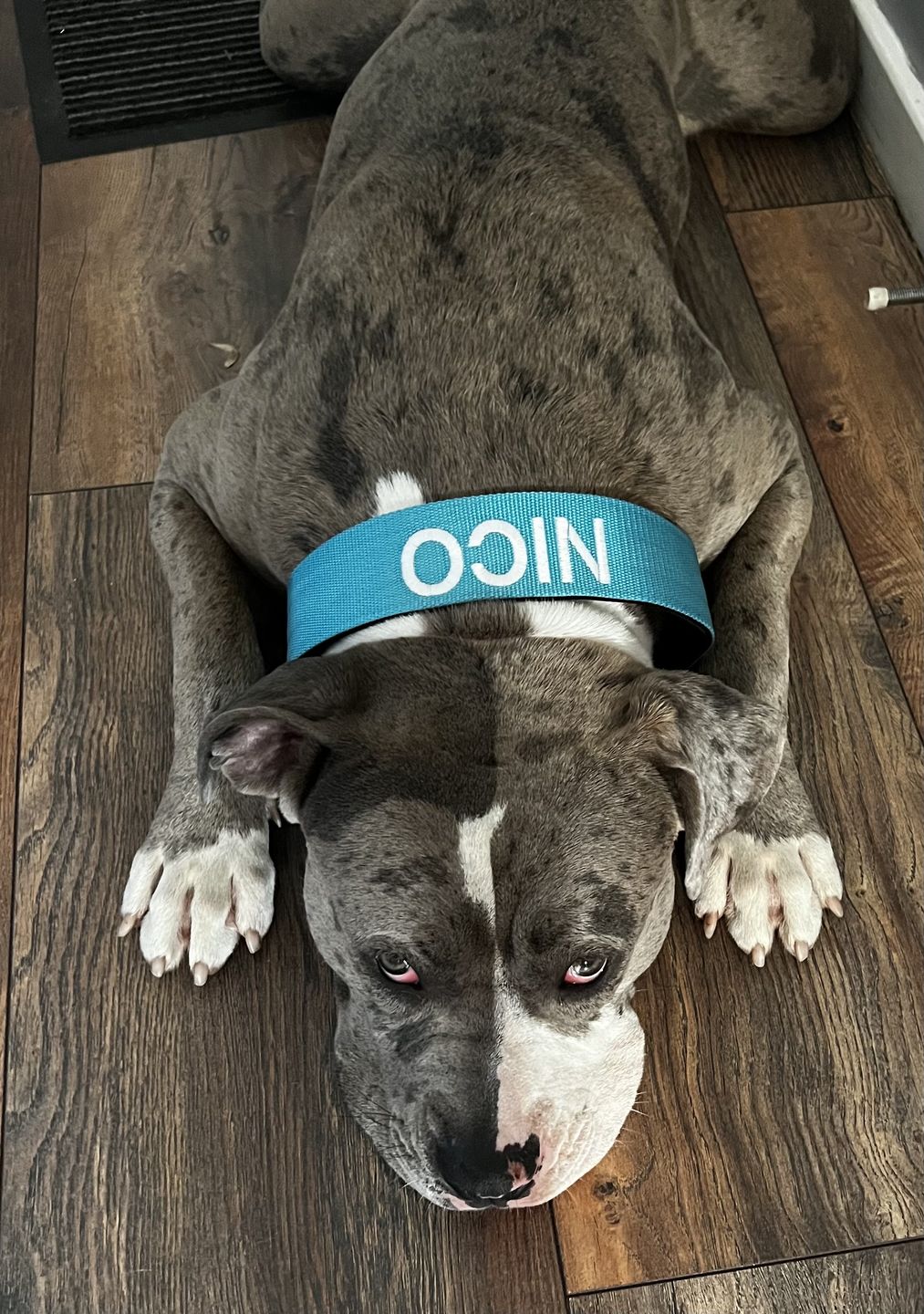 Customer photo review of 5cm Combat® Collar | Rated Clip - NO HANDLE - Light Blue v2.0