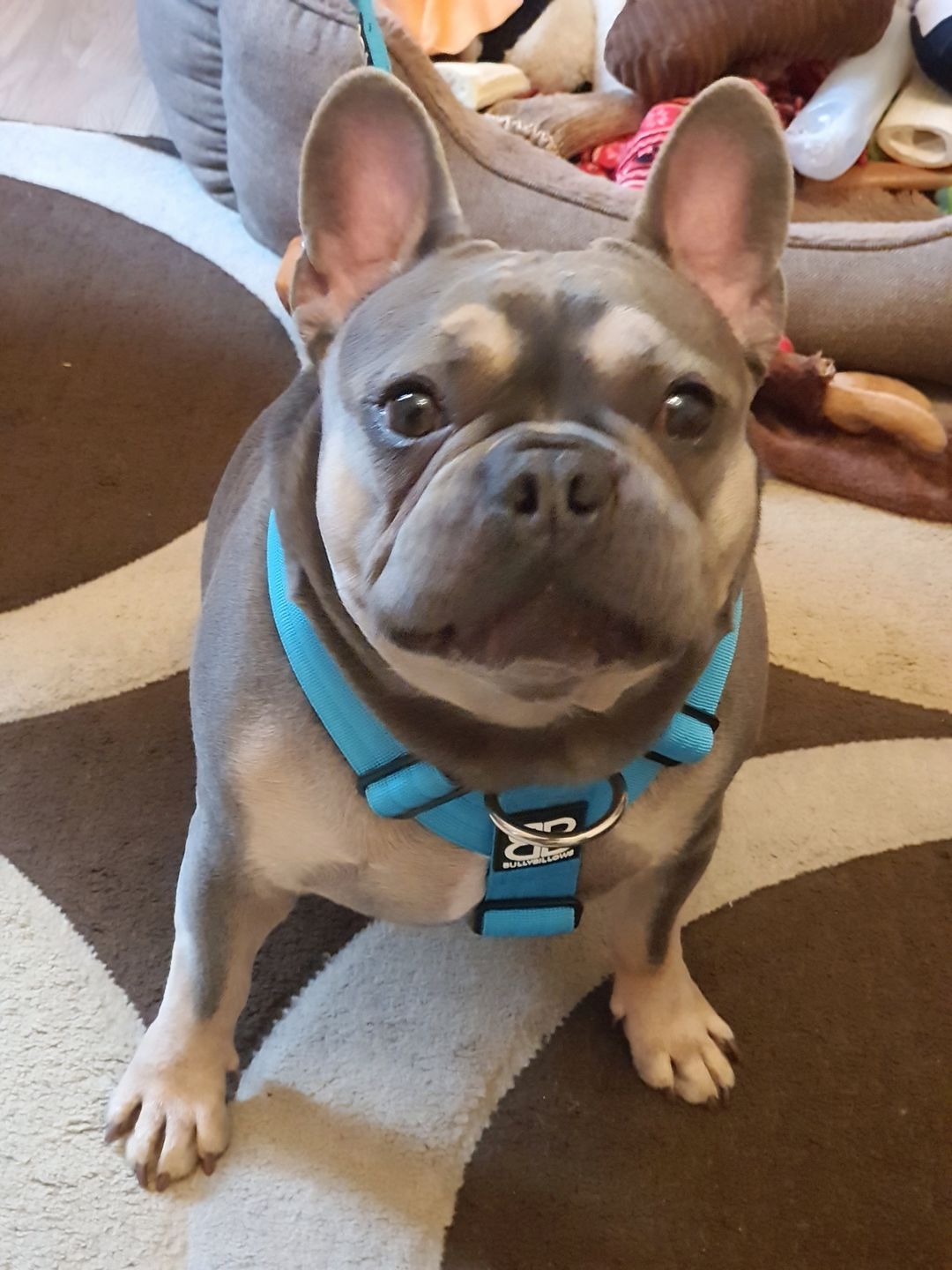 Customer photo review of TRI-Harness® | Anti-Pull, Adjustable & Durable - Dog Trainers Choice -  Light Blue v2.0